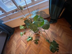 Monstera deliciosa - 2