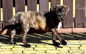 Cane Corso s PP FCI - 2