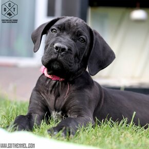 Cane Corso čierna fenka s PP - 2