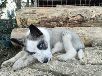 Štěňátka sibiřský husky - 2