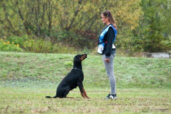 Dobrman - výjimečný vrh pracovních štěňat k rezervaci - 2