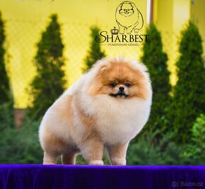 Pomeranian s PP FCI, kluk - 2