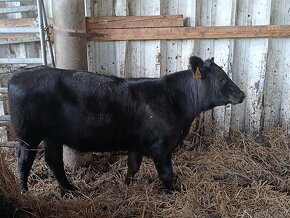 jalovice Aberdeen Angus s bio certifikátem - 2