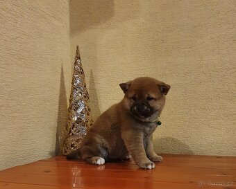 Shiba inu - 2