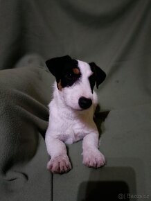 Jack Russell Terrier JRT Jack Rusel Terier - 2