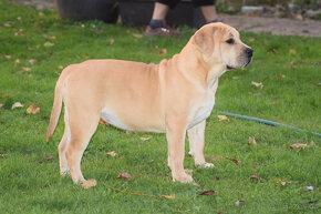 BOERBOEL BALLOTADA -búrský buldok - jihoafrický boerboel - 2