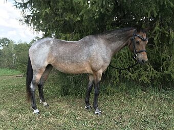 Welsh pony klisna - kroužek, sport, chov, člen rodiny - 2