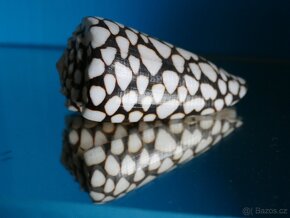 Conus marmoreus 2 - 2