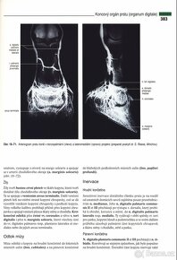 Anatomie domácích savců 2 - PDF - 2