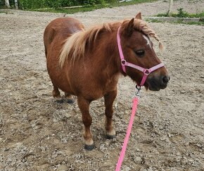 Pony srdcařka SHP - 2