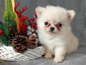 POMCHI - POMERANIAN x ČIVAVA - MINI PEJSEK - 2