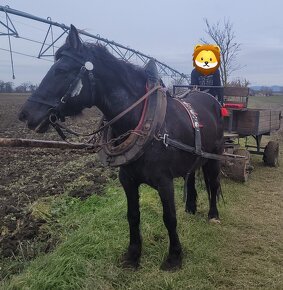 Predám ťažnú kobylu s PAPIERMI nižšieho zrastu - 2