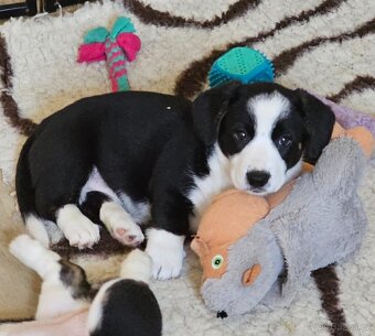 Prodám dvě fenky Welsh Corgi Cardigan, štěňata s PP - 2