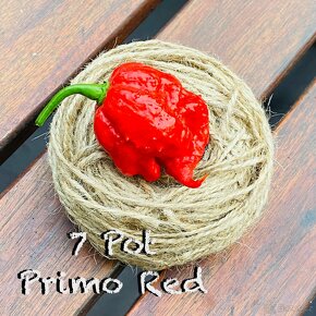 Carolina Reaper, 7 Pot Primo, Red Bhutlah, Moruglah - 2