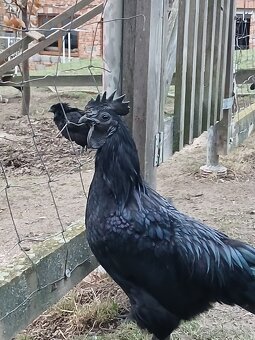 Násadová vejce  - ayam cemani - 2