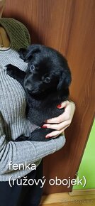 Štěňata křížence Labradorského retrívra - 2