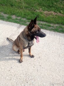 Malinois - pee - 2