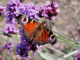 Sporýš argentinský - verbena - 2