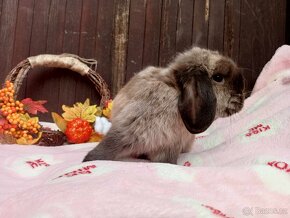 Sameček - Zakrslý Beránek MiniLop - Kuní Hnědá - Pro chov - 2