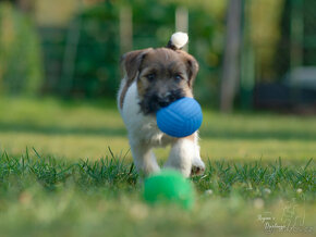 Jack Russell teriér s průkazem původu JIŽ K ODBĚRU - 2