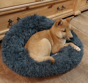 Shiba inu bez PP - 2