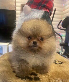 Mini pomeranian s PP - 2