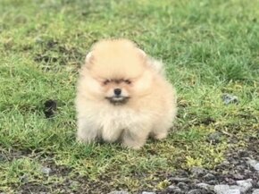 Pomeranian mini Boo - 2