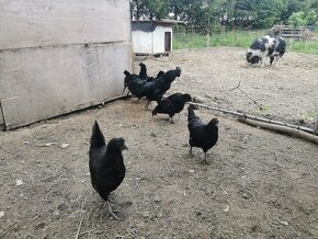 Ayam Cemani - 2