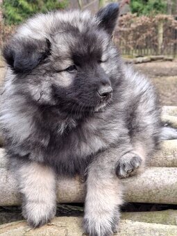 Německý vlčí špic / Keeshond bez PP - 2