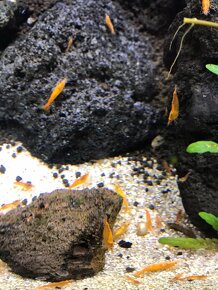 Prodám nenáročné řasožravé krevetky Neocaridina heteropoda O - 2