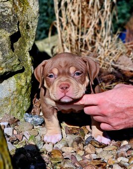 American bully s PP Abkc - 2