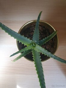 Aloe vera - 2