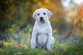 Štěňátka Labrador s PP - 2