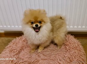 Pomeranian - 2