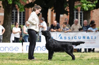 Flat coated retriever - pejsci s PP - 3