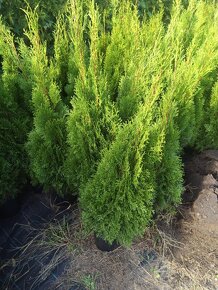 Thuja Brabant Thuje Smaragd - 3