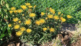 Oman srstnatý- Inula hirta 1000 semen 50 Kč - 3