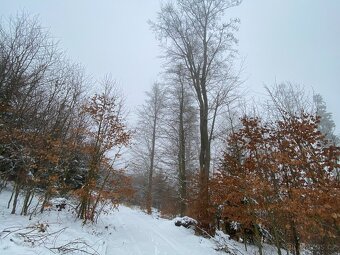 Lesní pozemek Jevíčko-předměstí - 3