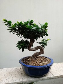 Fíkovník maloplodý bonsai - 3