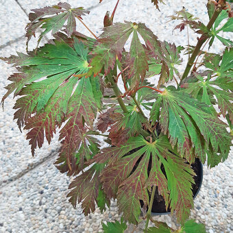 Javor japonský "Aconitifolium" - 3