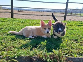 Welsh corgi pembroke - 3