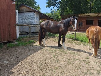 SHIRE HORSE - PREDAJ/VÝMENA - 3