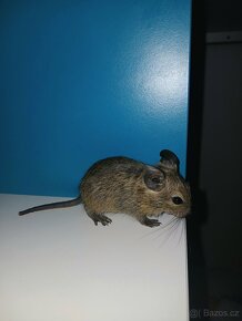 Osmáci degu, mláďata - 3