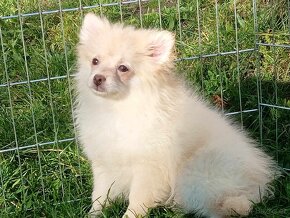 Pomeranian / NŠ - Pejsek - CREAM - 3