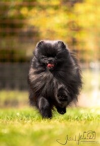 Pomeranian s Průkazem původu FCI - 3