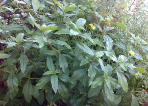 Wedelie čínská - Wedelia calendulacea - velká rostlina - 3