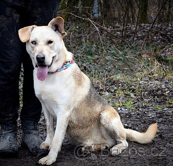 DELISO K ADOPCI - 2 ROKY, HODNÝ, KLIDNÝ,KONTAKTNÍ - 3