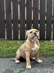 American bully Standard - 3