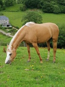 Welsh Pony B - klisna - 3