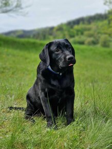 LABRADORSKÝ RETRÍVR- černá štěňátka s PP - 3